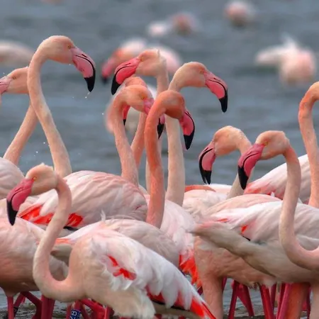 Cortina 2-24 Apartamento *