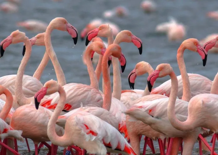 Cortina 2-24 아파트 *